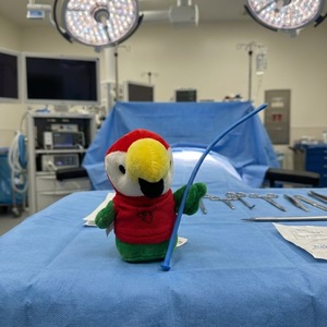 Team Page: Bougie Buckys